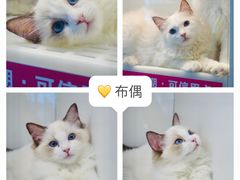 -lincat·猫舍(广州店)