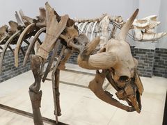 -游龙石文化科普馆