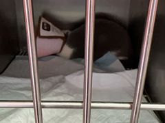 -瑞派福兴宠物医院犬猫全科·骨科·中西医结合(河东店)