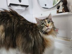 -猫小院猫主题餐厅(南锣旗舰店)
