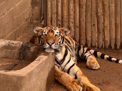 -西霞口神雕山野生动物世界