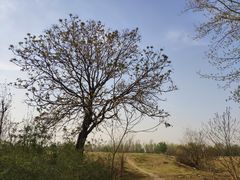 -汉长安城未央宫国家考古遗址公园