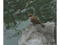 -趵突泉景区