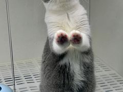 -lincat·猫舍(广州店)