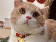 -Bastet sally猫舍购宠(静安店)