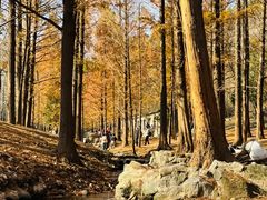 -白水寺森林公园