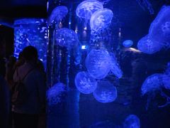 -瑞普利水族馆