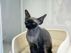 -翊宠yipet猫狗购宠庄园犬舍•猫舍