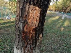 -万柳高尔夫俱乐部