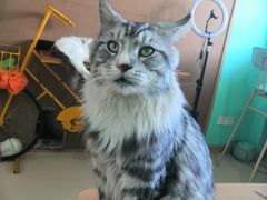 -猫在这儿猫咪咖啡馆·撸猫馆