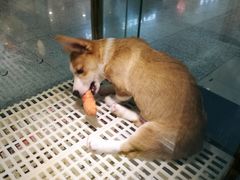 -乐宠宠物店(世纪金源店)