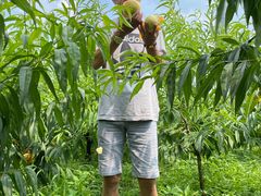 -南汇新场正宗水蜜桃采摘