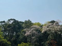 -野象谷景区
