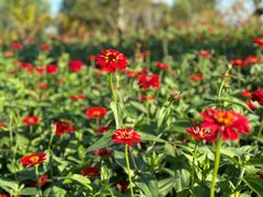 -泗洪洪泽湖湿地景区