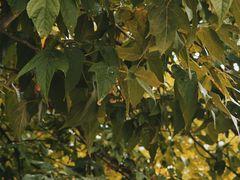 -六鼎山文化旅游区