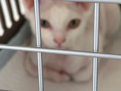 -艾吉宠物医院·疑难杂症转诊中心·猫友好(碧江路院)
