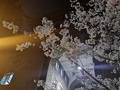 -武汉大学-樱园