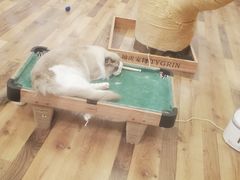 -袖虎·猫馆(体育西路店)