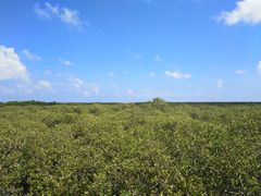 -北海金海湾红树林生态旅游区