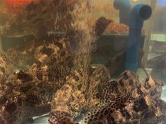 -阿伟海鲜楼·福建菜(延寿店)