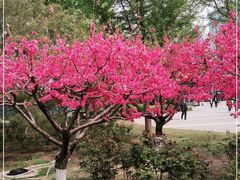 -莲花池公园