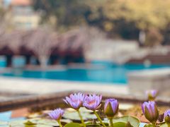 -三亚海棠湾万丽度假酒店