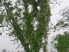 -良渚古城遗址公园