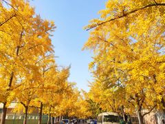 -三里屯东五街银杏大道