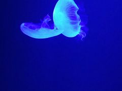 -暹罗海洋世界