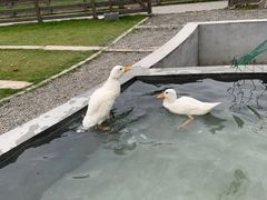 -前小桔亲子创意农场·草莓采摘·露营烧烤