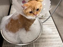 -北京观赏动物医院·24小时大型综合·猫专科·异宠专科