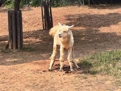 -济南野生动物世界