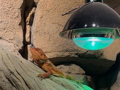 -帕帕拉兹宠物(亚洲旗舰店)