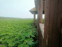 -西青郊野公园