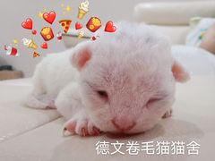 -70cat德文卷毛猫·缅因猫纯种猫舍