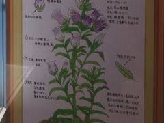 -上海昆虫博物馆