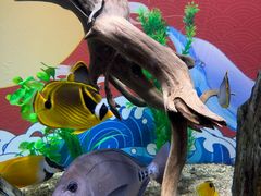 -烟台海昌鲸鲨海洋公园