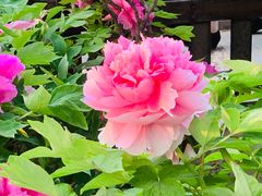 -莲花池公园