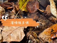 -关门山森林公园