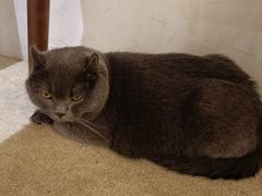-猫友咖啡店(玉林西路店)