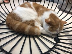 -飞行喵MR PILOT|猫舍·猫咖(静安大融城店)