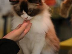 -平行世界·猫咖(首经贸店)