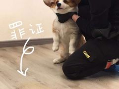 -浣熊柯尔鸭土拨鼠·电玩咖
