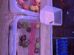 -中环花鸟鱼虫市场