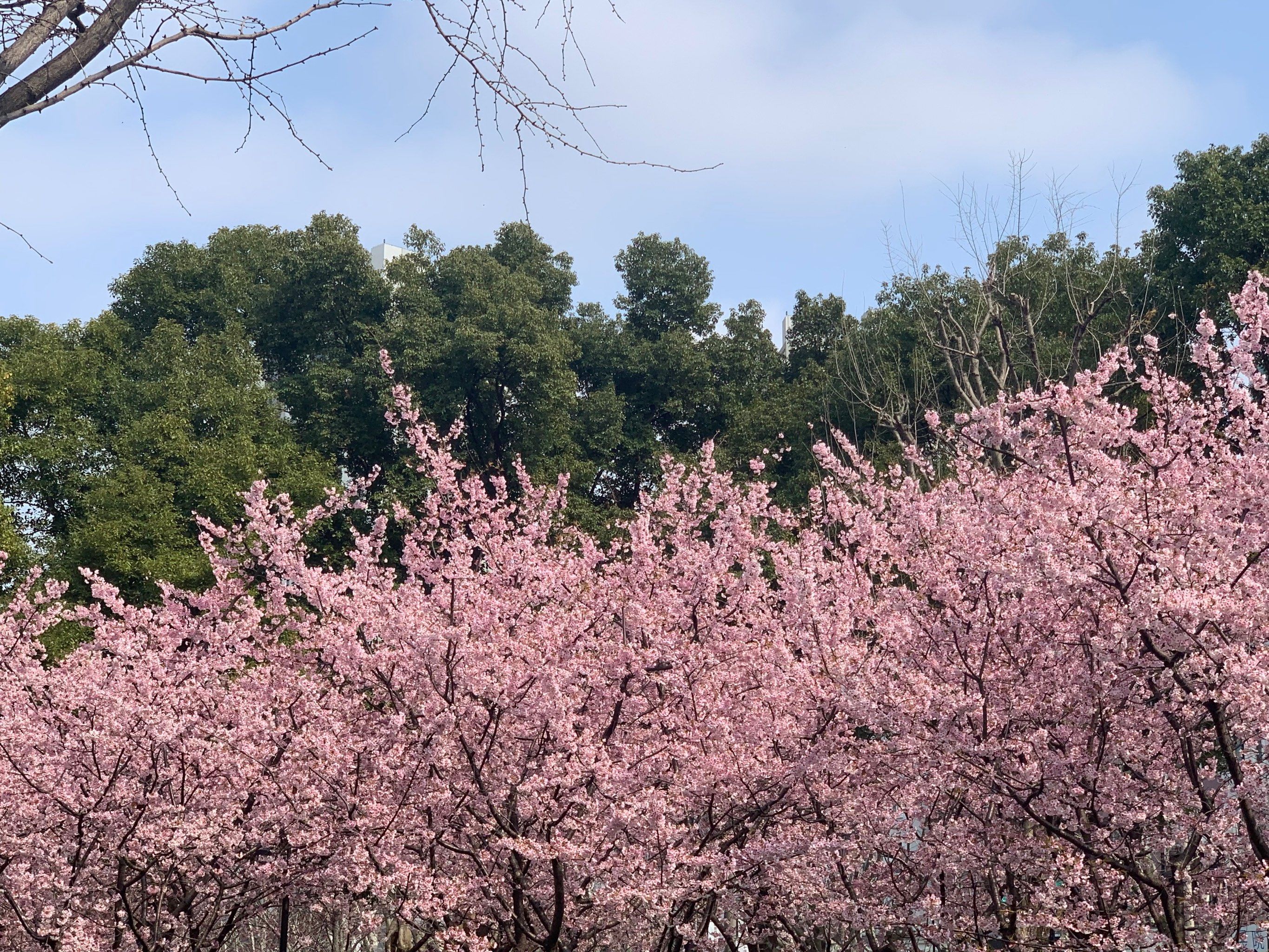 樱花漫步周末记