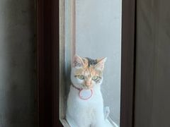 -Again Coffee Roaster(香蜜湖店)