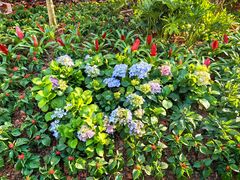 -溪岸路花鸟市场