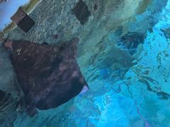 -大连圣亚海洋世界