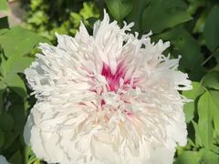 -洛阳市隋唐城遗址植物园