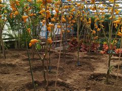 -兰陵国家农业公园